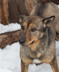 A sad mongrel dog in a dog shelter