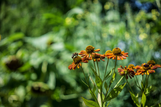 Pollinating bees in the spring time with colourful green field