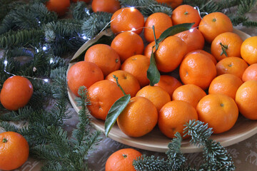 Fototapeta na wymiar Close-up of many small tangerines on a plate decorated with coniferous green branches