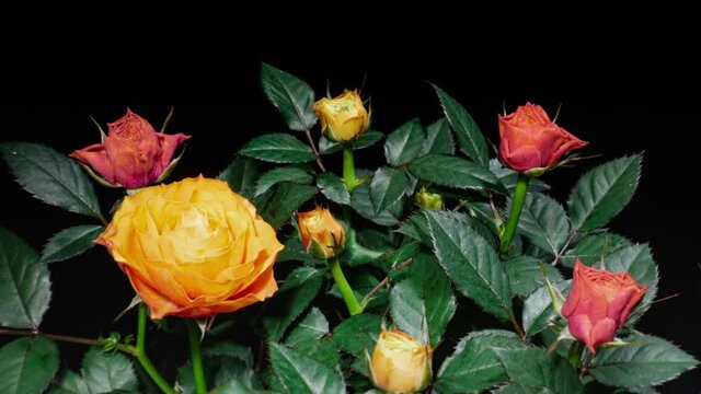 Orange Rose Bush Opens Buds To Full Flowers in Time Lapse on a Green Leaves Background. Life in Motion Concept. Flowers Wither