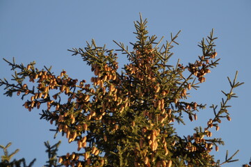 Christmas tree with cones on a blue sky background on a Sunny winter day
