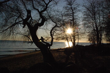 A winding tree trunk with many branches.
Autumn evening, the sun goes down. Jagged trunk of trees with branches without leaves against the blue sky and the setting sun.