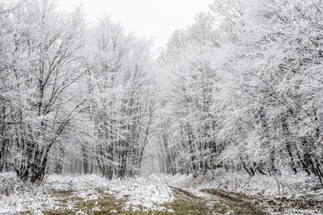 frost covered trees in winter