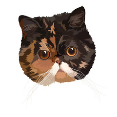 Exotic shorthaired cat vector illustration. Portrait, head.