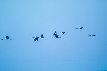 migratory birds in flight autumn migrations