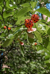 Western Dogwood (Cornus nuttallii) in forest, California, USA