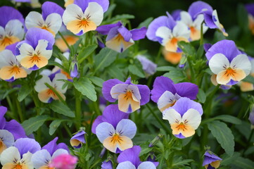 Macro shot of purple and white pansies, Violaceae, Viola