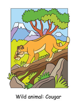 Children colorful cougar vector illustration for coloring