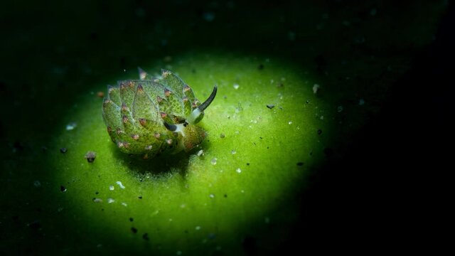 Nudibranch (sea slug) - "Sheep nudi" - Costasiella kuroshimae. Underwater macro life of Tulamben, Bali, Indonesia.