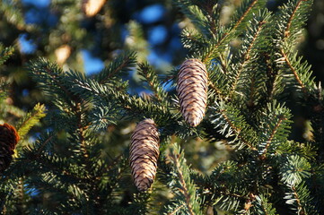 Christmas tree with cones on a blue sky background on a Sunny winter day