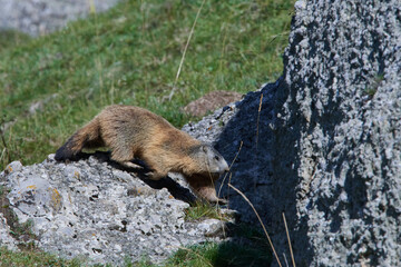 Murmeltiere im Herbst in den Alpen
