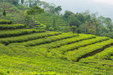 Tea plantation
