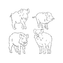 Wild boar, vector hand-drawn modern illustration. wild boar vector sketch illustration