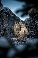 winter forest with fresh snow in the Bernese Alps