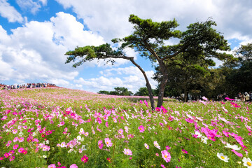 茨城県ひたちなか市の公園のコスモス畑