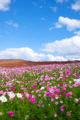茨城県ひたちなか市の公園のコスモス畑