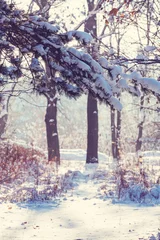 Foto op Canvas Winter season © Galyna Andrushko