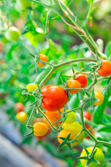 cherry tomatoes on green branches in the garden