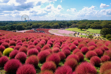茨城県ひたちなか市の公園のコキア
