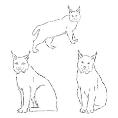 lynx design - wild bobcat black and white vector outline . lynx vector sketch illustration