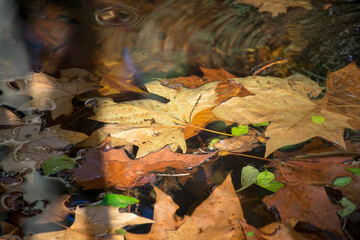 otros colores del otoño en el estanque
