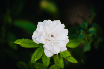 White Flower