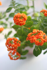 Blooming orange flowers at home 