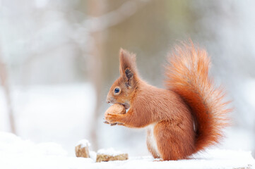 Eurasian red squirrel (Sciurus vulgaris) in snow .