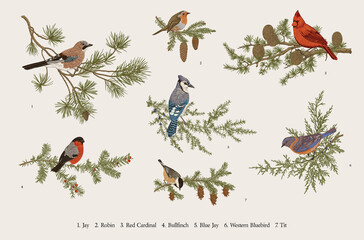 Obraz premium Winter Birds. Set. Tit, Robin, Jay, Blue jay, Bullfinch, Bluebird, Red cardinal. Botanical vector vintage illustration. Colorful