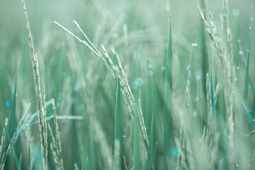 The close background of the green rice fields, the seedlings that are growing, are seen in rural areas as the main occupation of rice farmers who grow rice for sale or living.