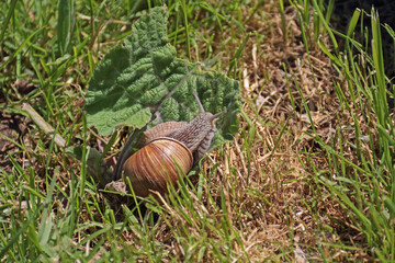 Gehäuseschnecke