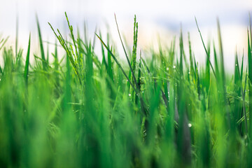 Fototapeta premium The close background of the green rice fields, the seedlings that are growing, are seen in rural areas as the main occupation of rice farmers who grow rice for sale or living.