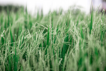 The close background of the green rice fields, the seedlings that are growing, are seen in rural areas as the main occupation of rice farmers who grow rice for sale or living.