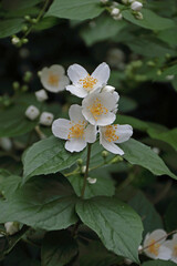 Philadelphus Hirsutus