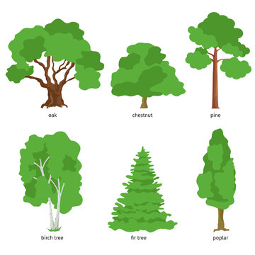 Illustration of different kind of tree. Flat cartoon vector illustration
