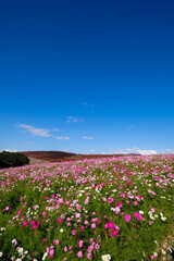 茨城県ひたちなか市の公園のコスモス畑