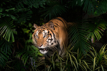 Wild Bengal tiger in tropical forest
