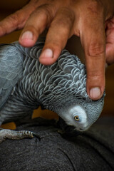 African Grey Parrot