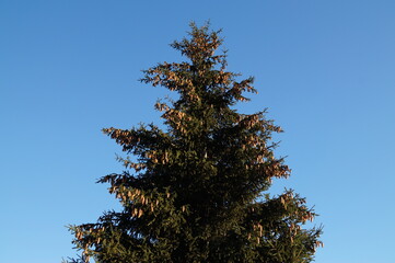 Christmas tree with cones on a blue sky background on a Sunny winter day
