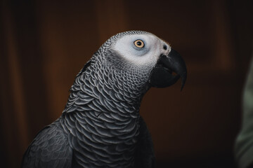 African Grey Parrot