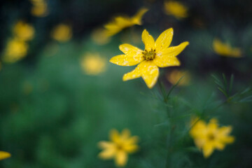 yellow-blossom