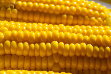 Corn studio shot. Ear and grain close-up. Bright golden corn in contrast. Food trendy background for design. Free space for text
