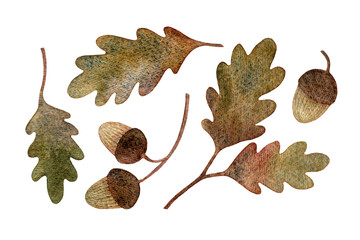 Watercolor illustration. Brown oak acorns and dried leaves isolated on a white background. Autumn hand-drawn elements collection. Natural forest herbarium set. Botanical decor © flaxlynx