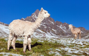 llama or lama, two lamas on pastureland