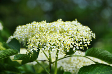 White elderberry blossom