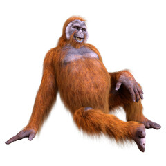 3D Rendering Orangutan on White