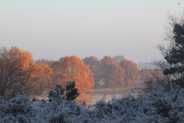 trees in the snow
