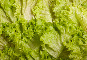 Background of green lettuce leaves. The view from the top.