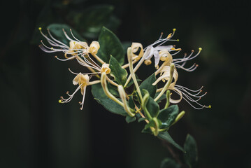 Honeysuckle, Lonicera, zelena puzavica sa zuto belim cvetovima, latinski naziv 