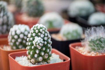 A beautifully arranged cactus garden that can be used as an advertising background.